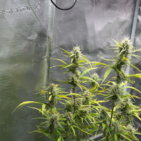 Piña X Zweet  growlog timeline photo
