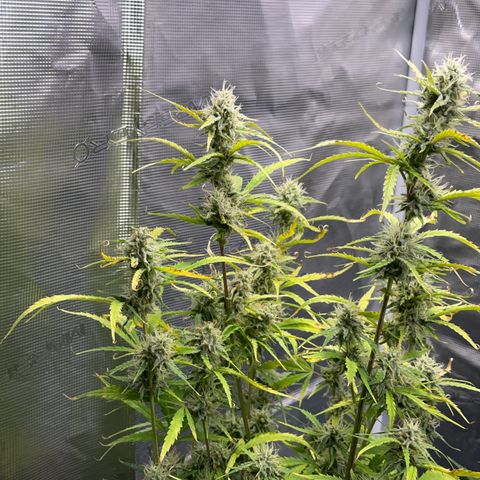 Piña X Zweet  growlog timeline photo