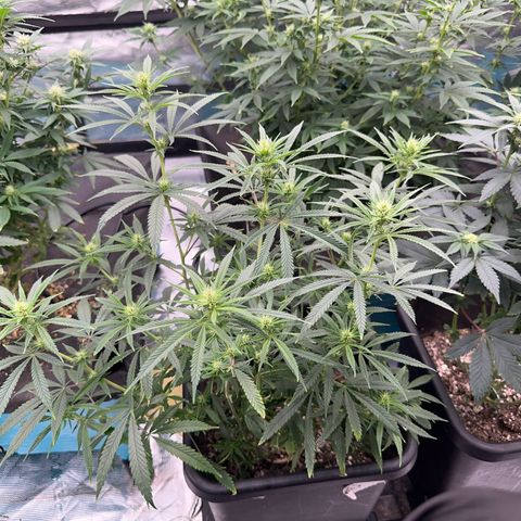  Hawaiian Snow  growlog timeline photo