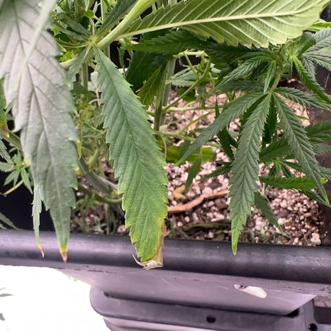  Hawaiian Snow  growlog timeline photo