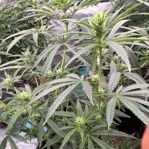  Hawaiian Snow  growlog timeline photo