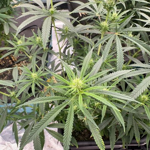  Hawaiian Snow  growlog timeline photo