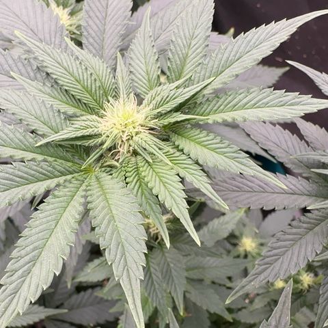 Dayger  growlog timeline photo