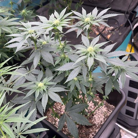 Dayger  growlog timeline photo