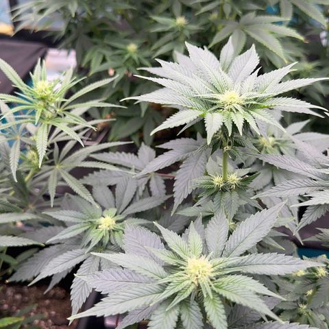 Dayger  growlog timeline photo