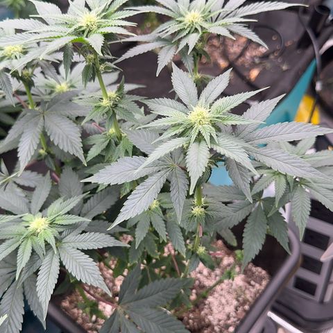 Dayger  growlog timeline photo