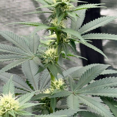 Deleted  🎬 1 growlog timeline photo