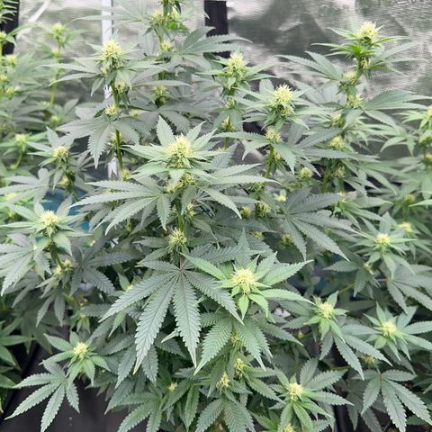 Deleted  🎬 1 growlog timeline photo