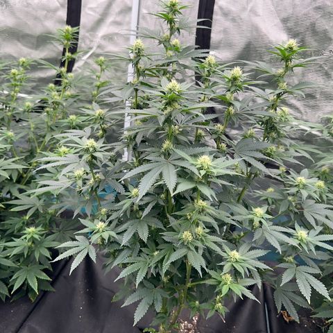 Deleted  🎬 1 growlog timeline photo