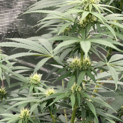 Deleted  🎬 1 growlog timeline photo