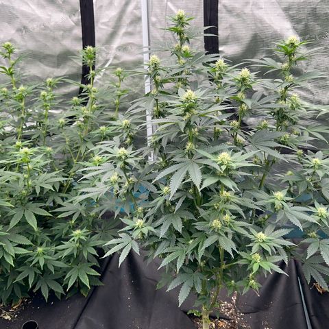 Deleted  🎬 1 growlog timeline photo