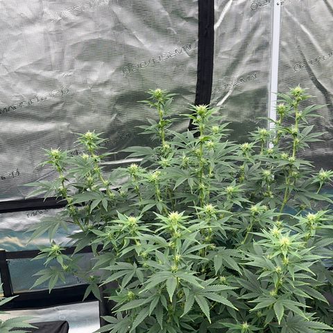  Cluster bomb  growlog timeline photo