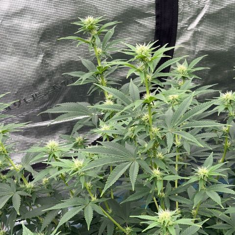  Cluster bomb  growlog timeline photo