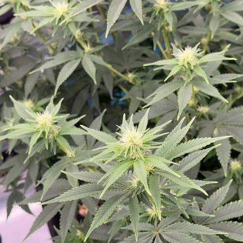  Cluster bomb  growlog timeline photo
