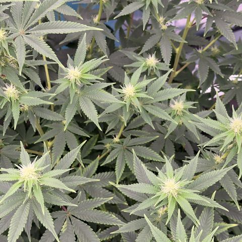  Cluster bomb  growlog timeline photo