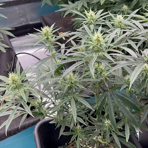  Hawaiian Snow  growlog timeline photo