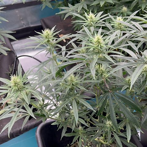  Hawaiian Snow  growlog timeline photo