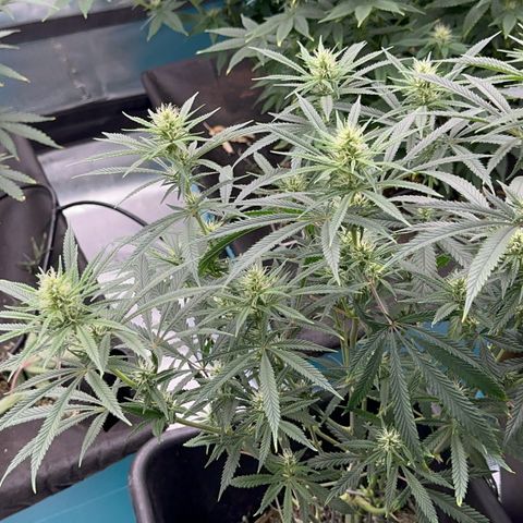  Hawaiian Snow  growlog timeline photo