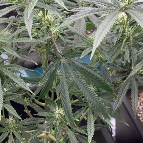  Hawaiian Snow  growlog timeline photo