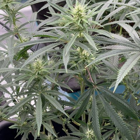  Hawaiian Snow  growlog timeline photo