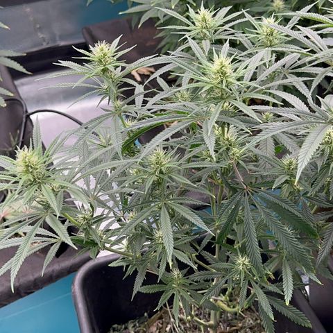  Hawaiian Snow  growlog timeline photo