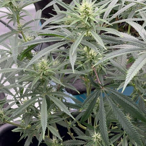  Hawaiian Snow  growlog timeline photo