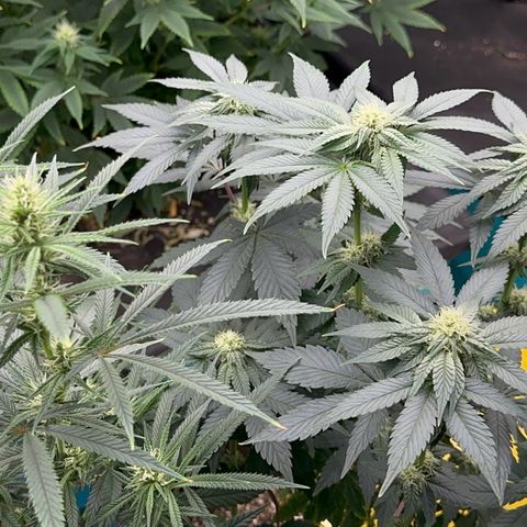 Dayger  growlog timeline photo