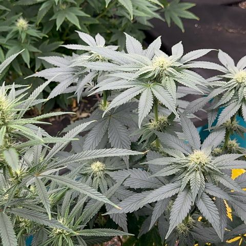 Dayger  growlog timeline photo