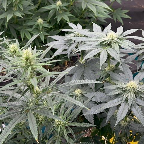 Dayger  growlog timeline photo