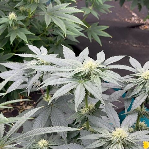 Dayger  growlog timeline photo