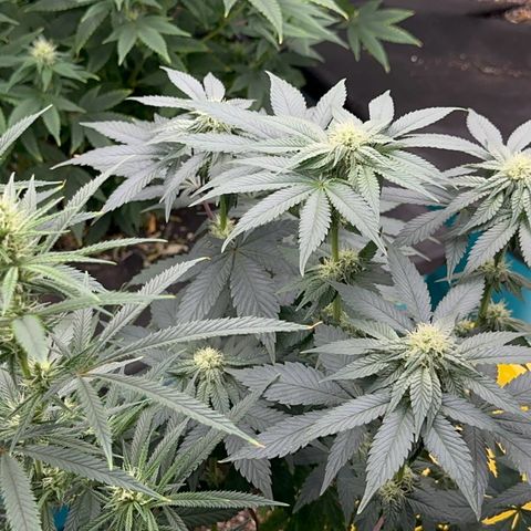 Dayger  growlog timeline photo