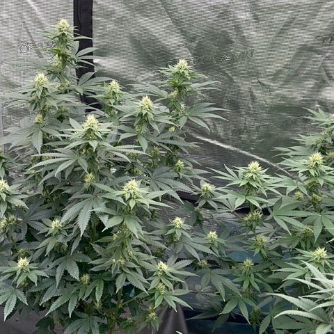 Deleted  🎬 1 growlog timeline photo