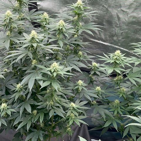 Deleted  🎬 1 growlog timeline photo