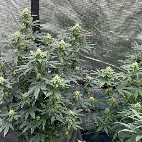 Deleted  🎬 1 growlog timeline photo