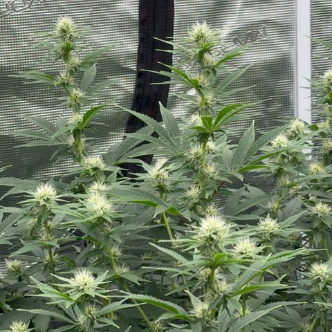  Cluster bomb  growlog timeline photo