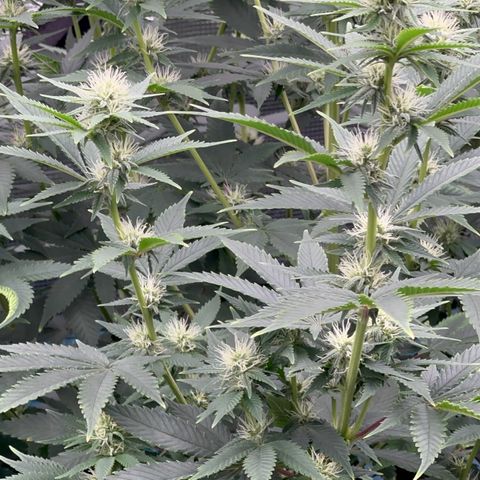  Cluster bomb  growlog timeline photo