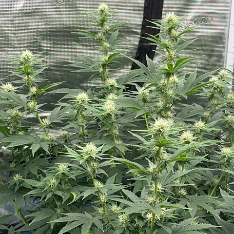  Cluster bomb  growlog timeline photo