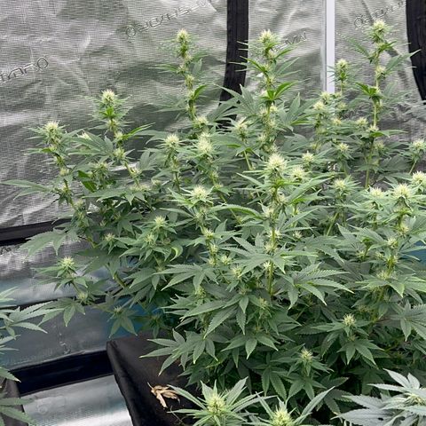  Cluster bomb  growlog timeline photo