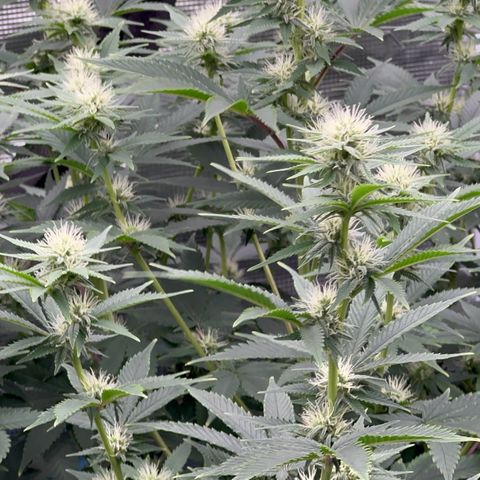  Cluster bomb  growlog timeline photo