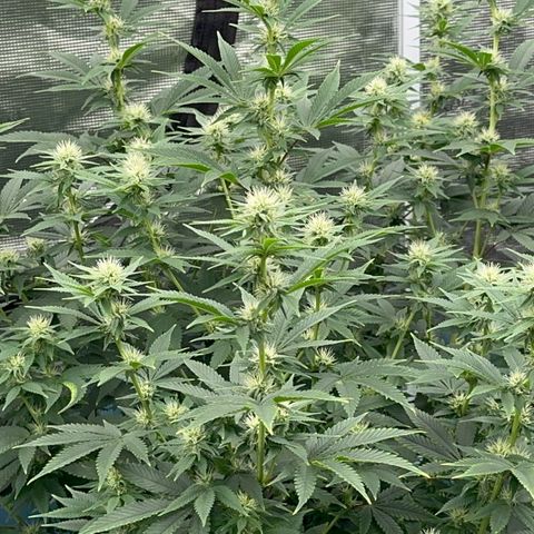  Cluster bomb  growlog timeline photo