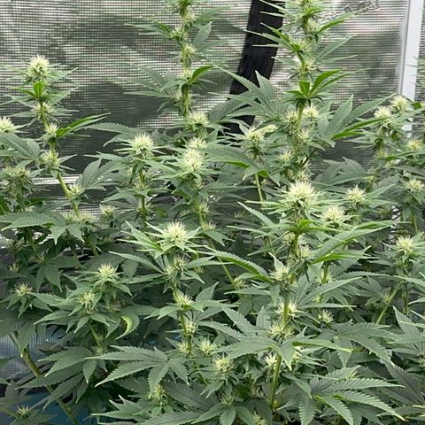  Cluster bomb  growlog timeline photo
