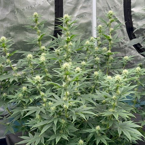  Cluster bomb  growlog timeline photo
