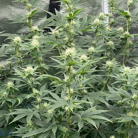  Cluster bomb  growlog timeline photo