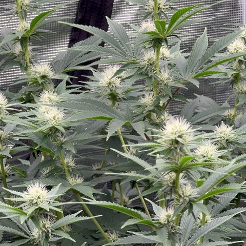  Cluster bomb  growlog timeline photo