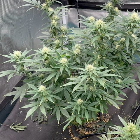  Critical Light growlog timeline photo
