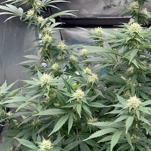  Critical Light growlog timeline photo