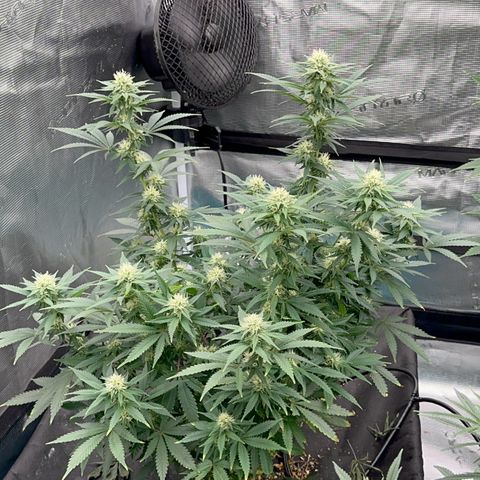  Critical Light growlog timeline photo