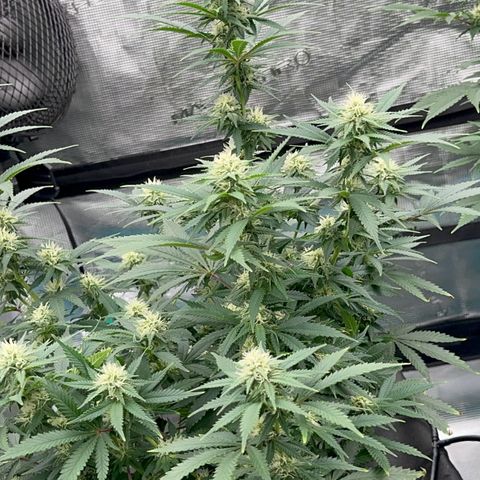  Critical Light growlog timeline photo