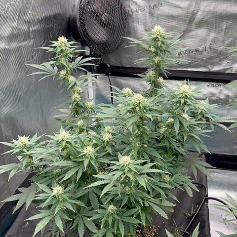  Critical Light growlog timeline photo