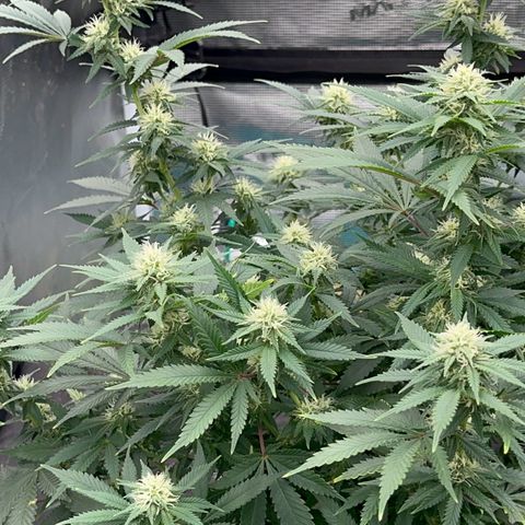  Critical Light growlog timeline photo